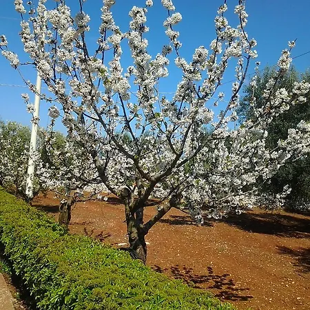 La Collina Degli Ulivi דירה