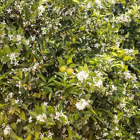 דירה La Collina Degli Ulivi פאסאנו