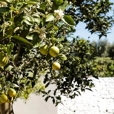 La Collina Degli Ulivi Appartement