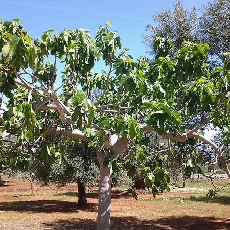Appartamento La Collina Degli Ulivi Fasano