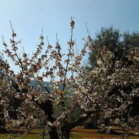 La Collina Degli Ulivi Fasano