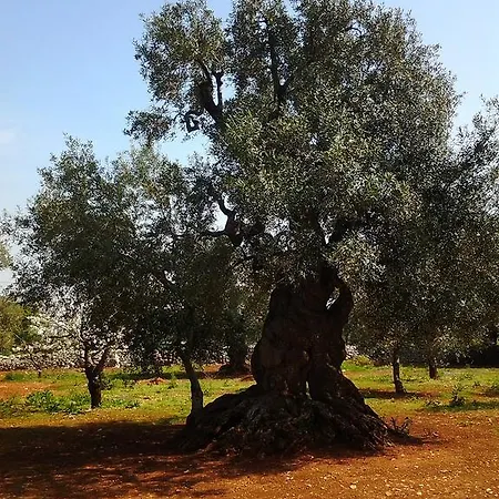Appartamento La Collina Degli Ulivi *