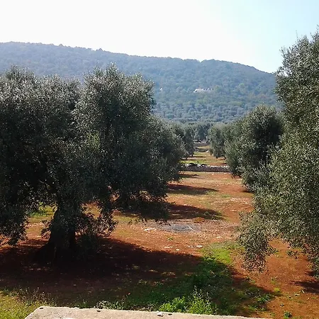 La Collina Degli Ulivi *