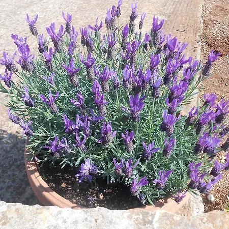La Collina Degli Ulivi Appartement *