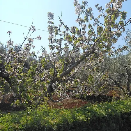 La Collina Degli Ulivi Appartement