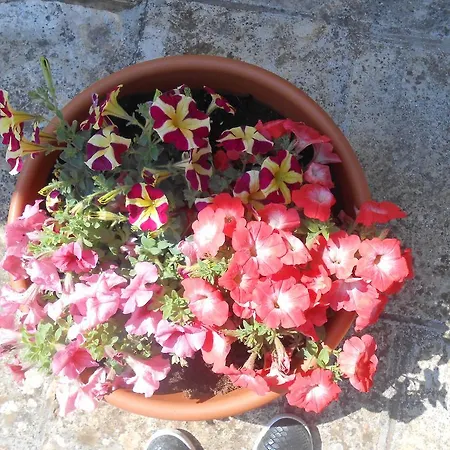 Appartamento La Collina Degli Ulivi *