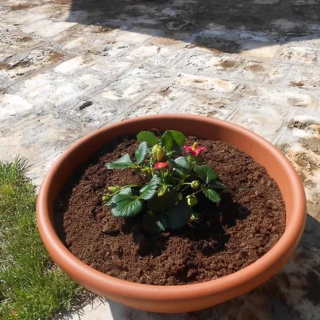 La Collina Degli Ulivi
